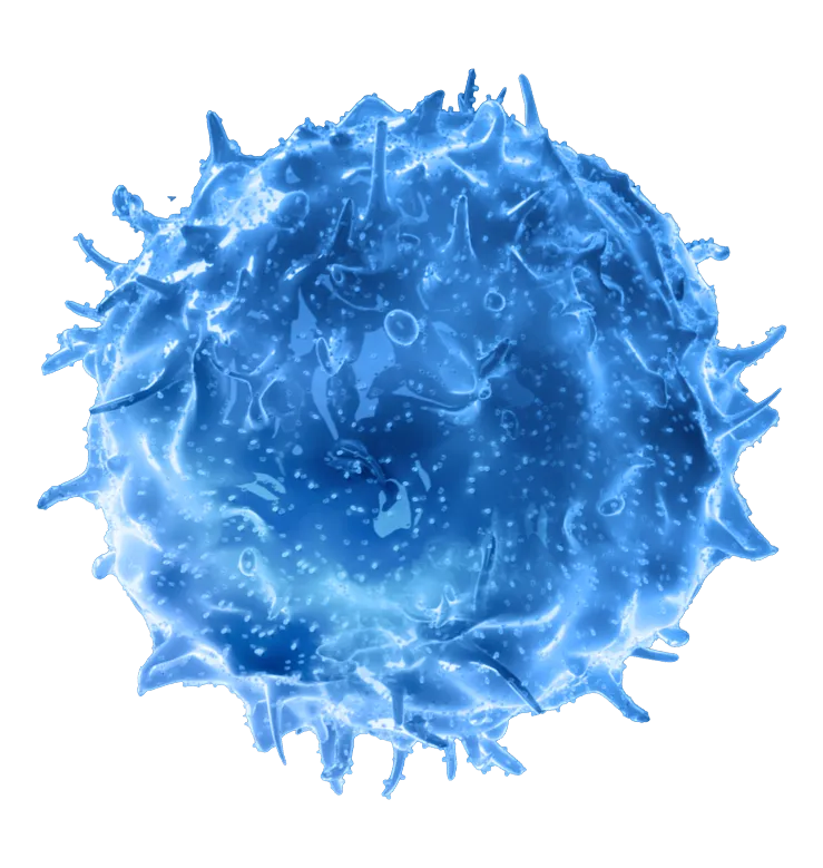 What are NK Cells?