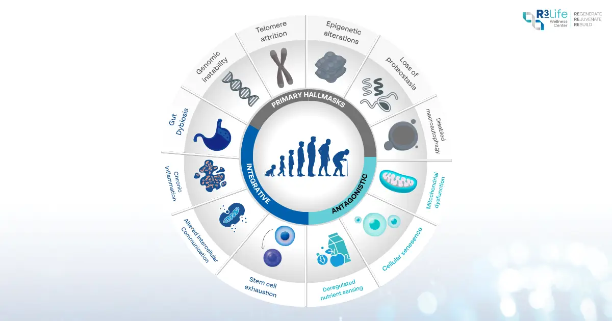 Diagram illustrating the 12 Hallmarks of Aging and cellular mechanisms of biological decline