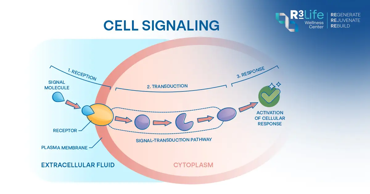 Physician discussing a personalized stem cell therapy plan based on the patient's health condition and goals.