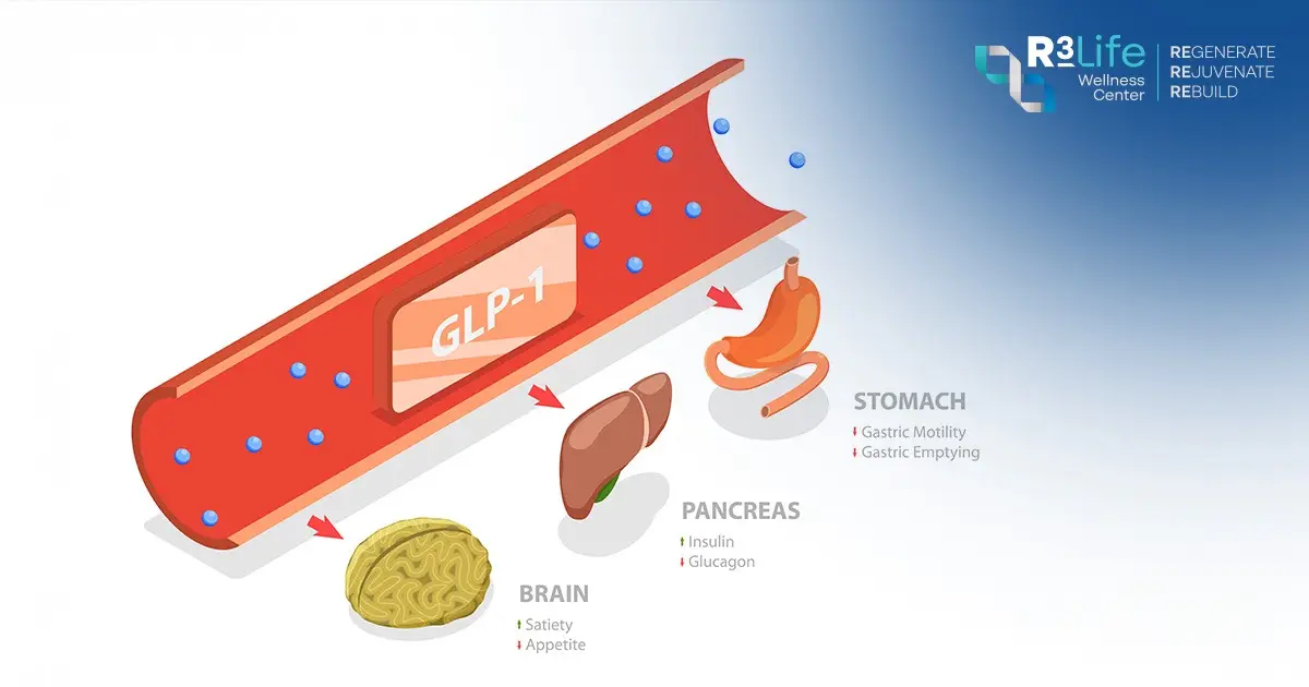 Medical illustration showing how GLP-1 medications help regulate appetite, digestion, and metabolic function.