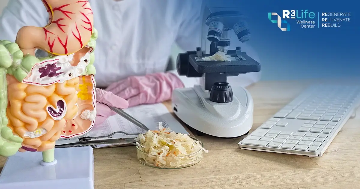 Precision nutrition and gut microbiome research with a digestive system model and microscope