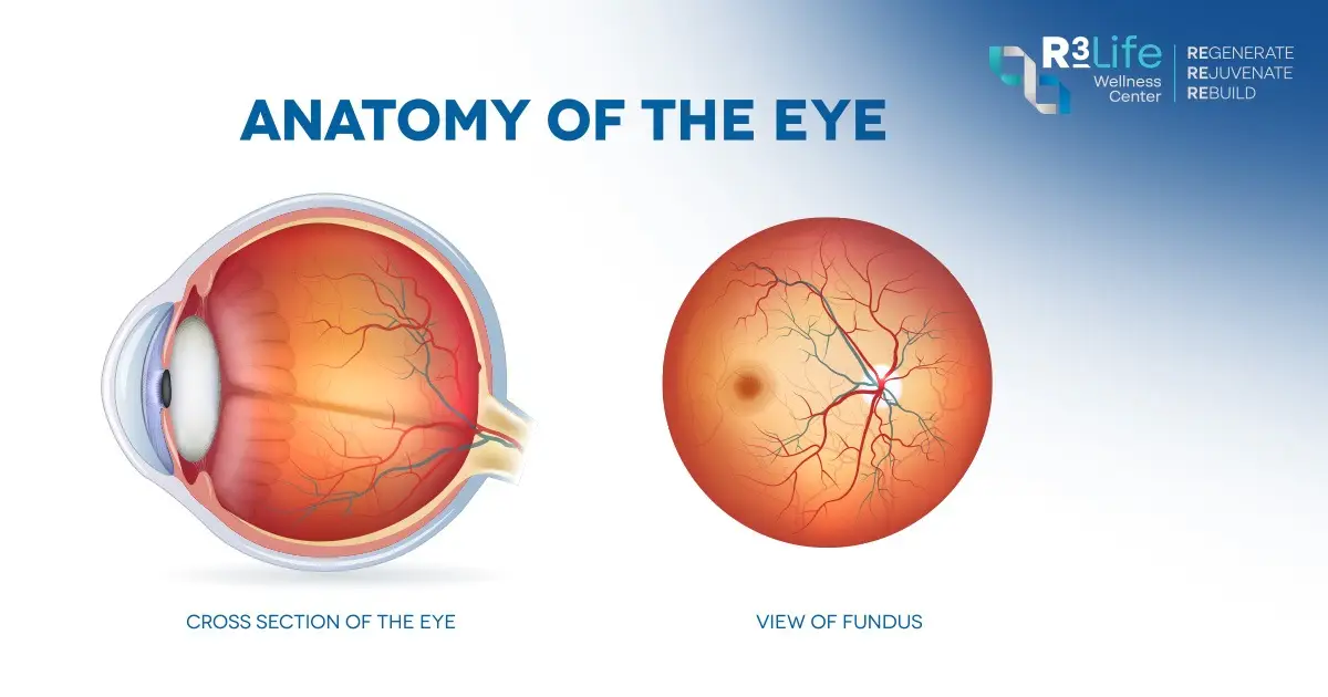 Cross-section of the human eye and fundus view showing the retina, blood vessels, and optic disc