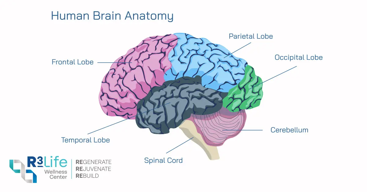 Four cerebral lobes anatomy