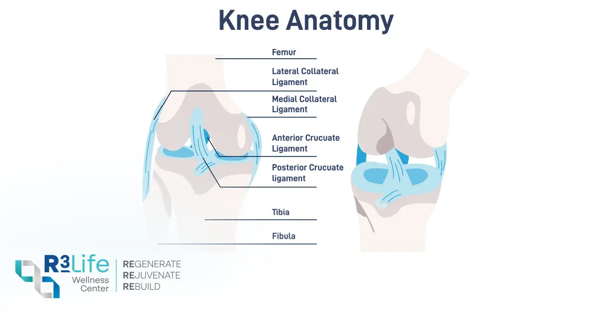 Knee Joint Structure